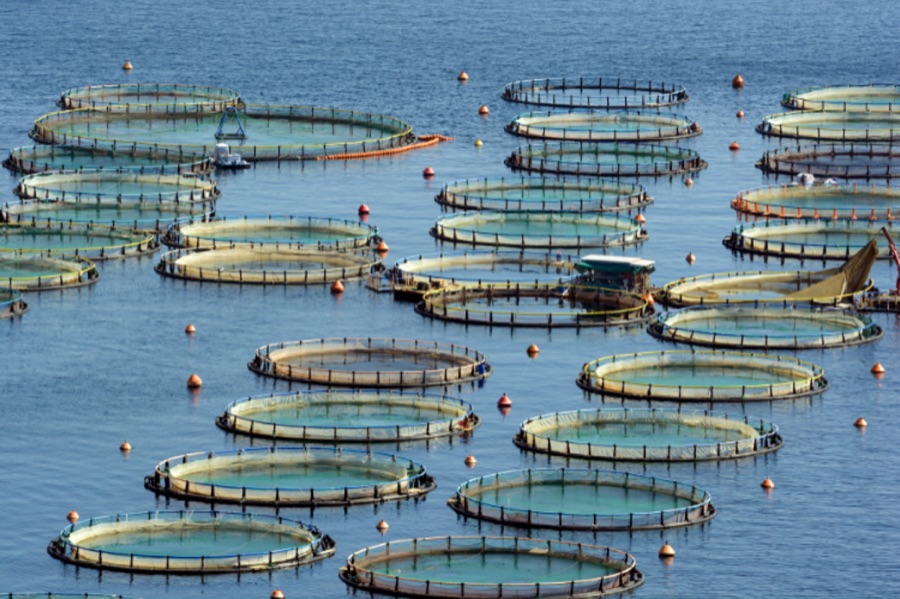 Fish farmers